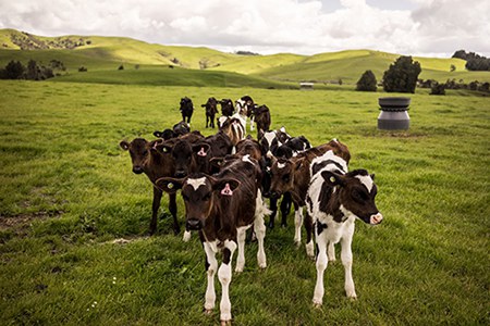 Cows in a field