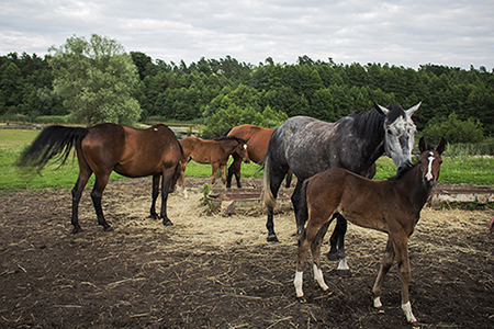 horses